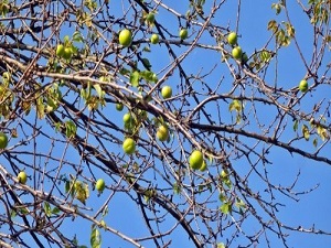 Erik Ağacı Aralık Ayında Meyve Verdi