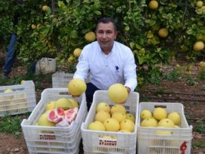 Bu Kavun Ağaçta Yetişiyor