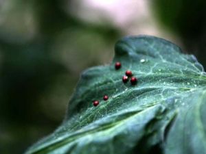 Domates Serasına Avcı Böcek