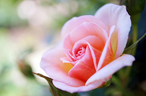 Kişiye bu işlerde güven duyulması saadet olarak yeter