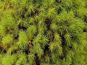 Çam yapraklarından gelen şifa