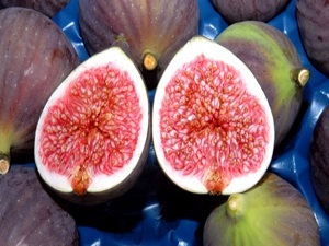 Bursa Siyahı için ilek bahçesi kurulacak