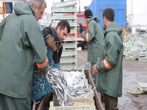 Hamsi ihracatı hız kesmiyor