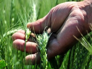 9 milyon dolarlık böcek