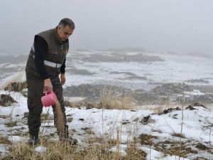 Iğdır'da, Yaban Hayvanları İçin Doğaya Yiyecek Bıraktılar