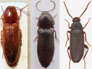 3 Yeni Böcek Türü Keşfedildi