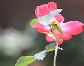 Bir çiçeğin duası