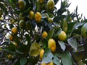 25 kuruşa bile müşteri bulamıyoruz'