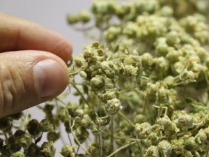 Kekik Ekonomiye Can Ağızlara Tad Veriyor