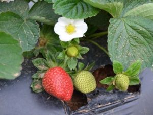 Silifke'de Açıkta Yetiştirilen Kış Çileği Hasadı Başladı