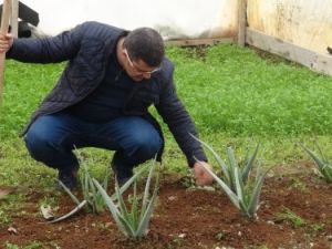 Tunceli Üniversitesi, Aloe Vera Bitkisini Serada Yetiştirmeyi Başardı