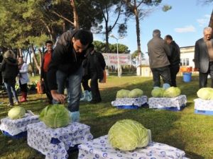 Lahana Üretiminde Artık Yerli Tohum Kullanılacak