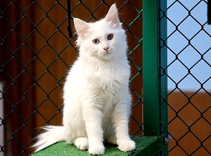 Van kedisinin nesli tehlikeden kurtuluyor