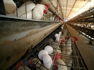 Yumurta üretiminde rekor kırdık