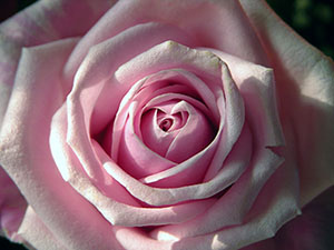 Cuma günü cemaatle kılınan sabah namazı en faziletli