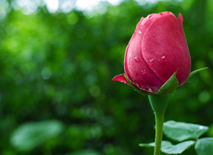 Allah ona cennette bir ev inşa eder