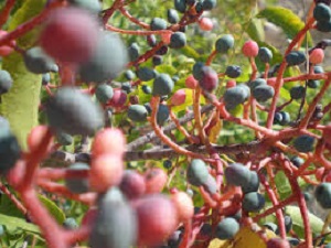 Melengiç Geçim Kaynağı Oldu