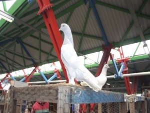 Otomobil fiyatına güvercin