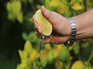 Çekirdeksiz limona talip çıktı