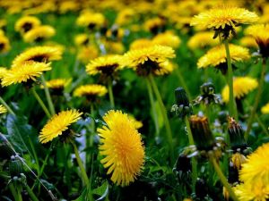 Safra Kesesi Taşından Ameliyatsız Kurtulun