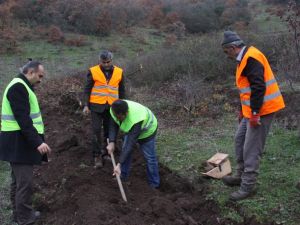 Orman İşletmesinden 2014'de 49 Bin Fidan