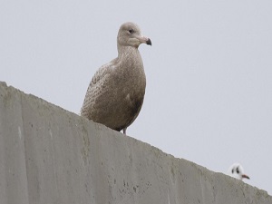 Kutup Martısı 140 yıl sonra ilk kez görüldü