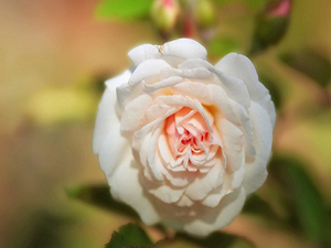 Müslüman din kardeşinin ziyaretinden dönünceye kadar