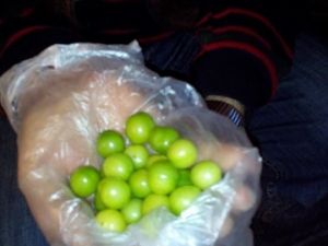 Erik Ağacı Kış Ortasında Meyve Verdi