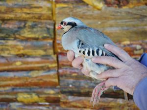 Sayıları Her Geçen Gün Azalan Keklikler Erzurum'da Tedavi Edildi
