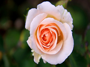 Hz. Peygamber misafir için aşırı külfete girmekten men etti