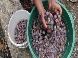 Kozalaktan gelen şifa