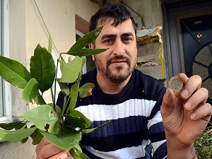 İşsiz madencilerin imdadına defne yaprağı yetişti