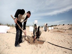 Gazze'ye Soma için 301 fidan