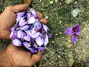 Dünyanın en pahalı bitkisi millileştirildi