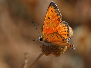 Hatay'da 6 yeni kelebek türü gözlendi