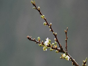 Ağaçlar Aralık ayının ortasında çiçek açtı