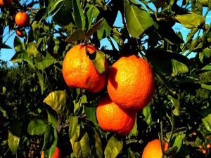 Mandalinanın yeni gözdesi: Toros kırmızısı