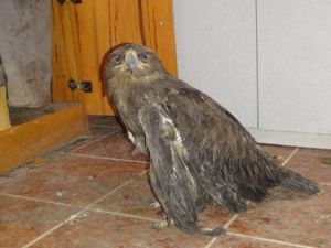 Yaralı Bozkır Kartalı Koruma Altına Alındı