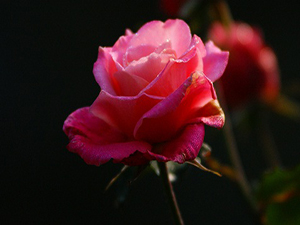 İnsanların çoğu şu iki nimet hakkında aldanıyorlar