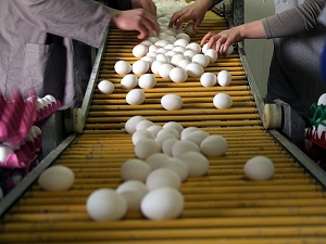 28 günden eski yumurta satılamayacak