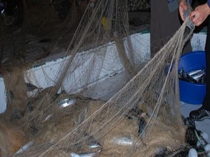 Karadenizli balıkçıya palamut sürprizi