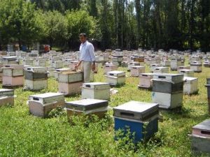 Arı Sütünün Kilosu 3-5 Bin Lira