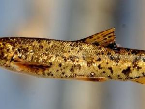 Erciş Bıyıklısı'nın Nesli Tehlikede