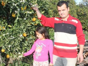 Antalya'da Portakal Ağaçları Çiçek Açtı