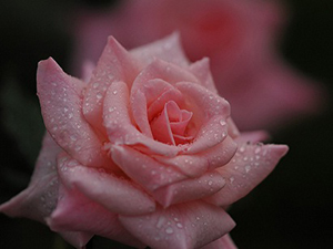 Güçsüzleriniz olmasa rızıklanabilir miydiniz?