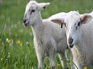 Uşak'ta "En iyi besi hayvanı" yarışması