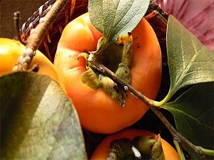 ‘Trabzon Hurması' kanserden koruyor