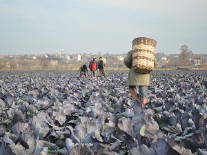 Bafra Halinde Kışlık Sebze Fiyatları Düştü