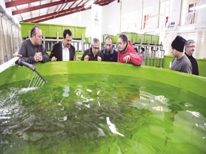 Alabalıkta büyük hedef