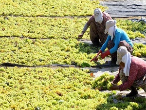 Köyler mahalle oldu, tarım yüzde 13 küçüldü